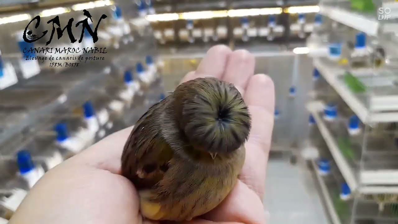 formation des couples gloster.          كيفية تشكيل ازواج الكلوستر