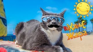 ДО СЛЁЗ СМЕШНЫЕ ПРИКОЛЫ 2018/ПРИКОЛЫ ПРО ЖИВОТНЫX 2018/СМЕШНЫЕ ПРИКОЛЫ С ЖИВОТНЫМИ 2018 ДО СЛЁЗ СМЕШНЫЕ ПРИКОЛЫ 2018/ПРИКОЛЫ ПРО ЖИВОТНЫX 2018/СМЕШНЫЕ ПРИКОЛЫ С ЖИВОТНЫМИ 2018