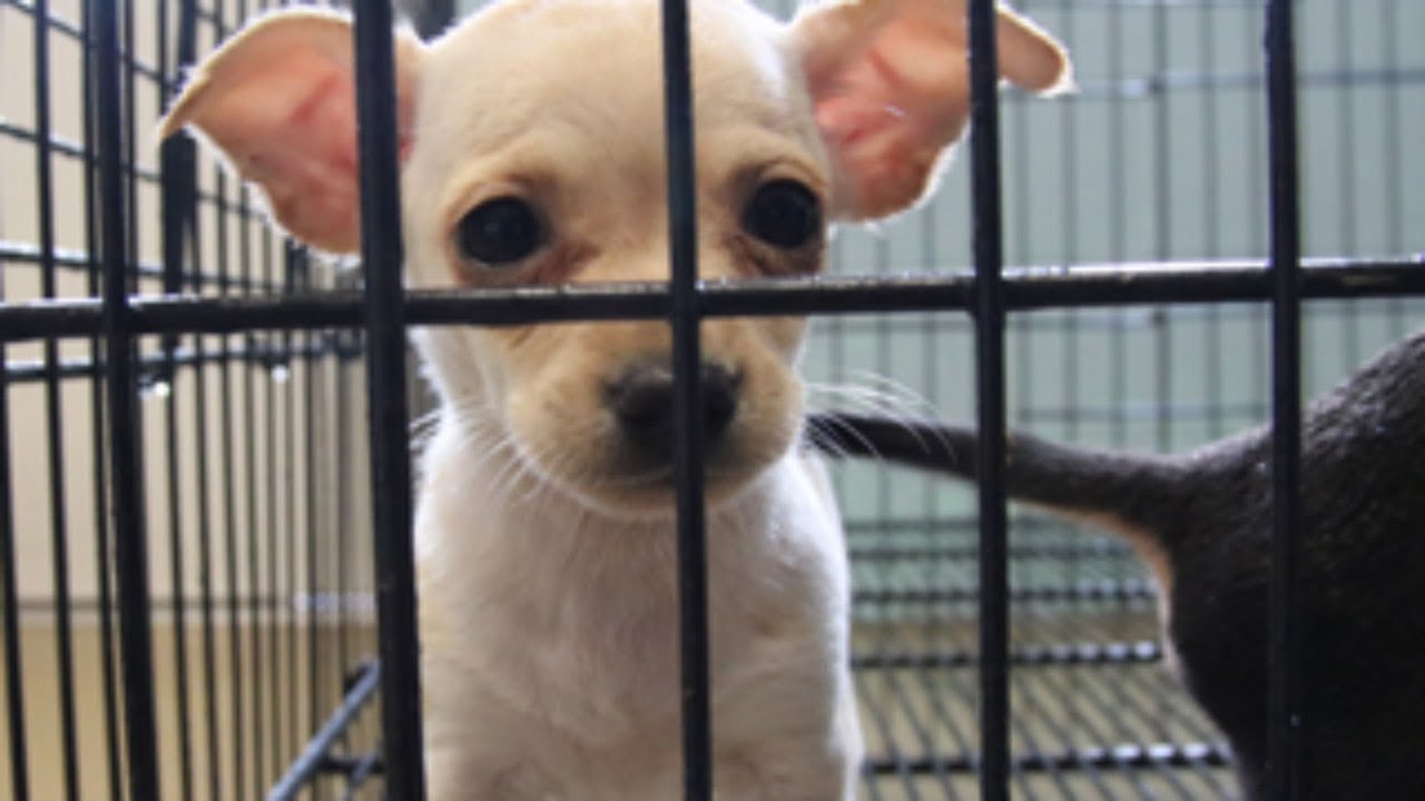 G&P Kennel, Judy and Jefferey Gray's USDA Licensed Puppy in Rothville, MO Missouri Dog Breeder