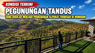Incredible‼️ Barren Mountains Transformed into the LARGEST Avocado Plantation in Wonogiri