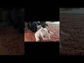 手袋ブラシに初挑戦。#shorts #猫