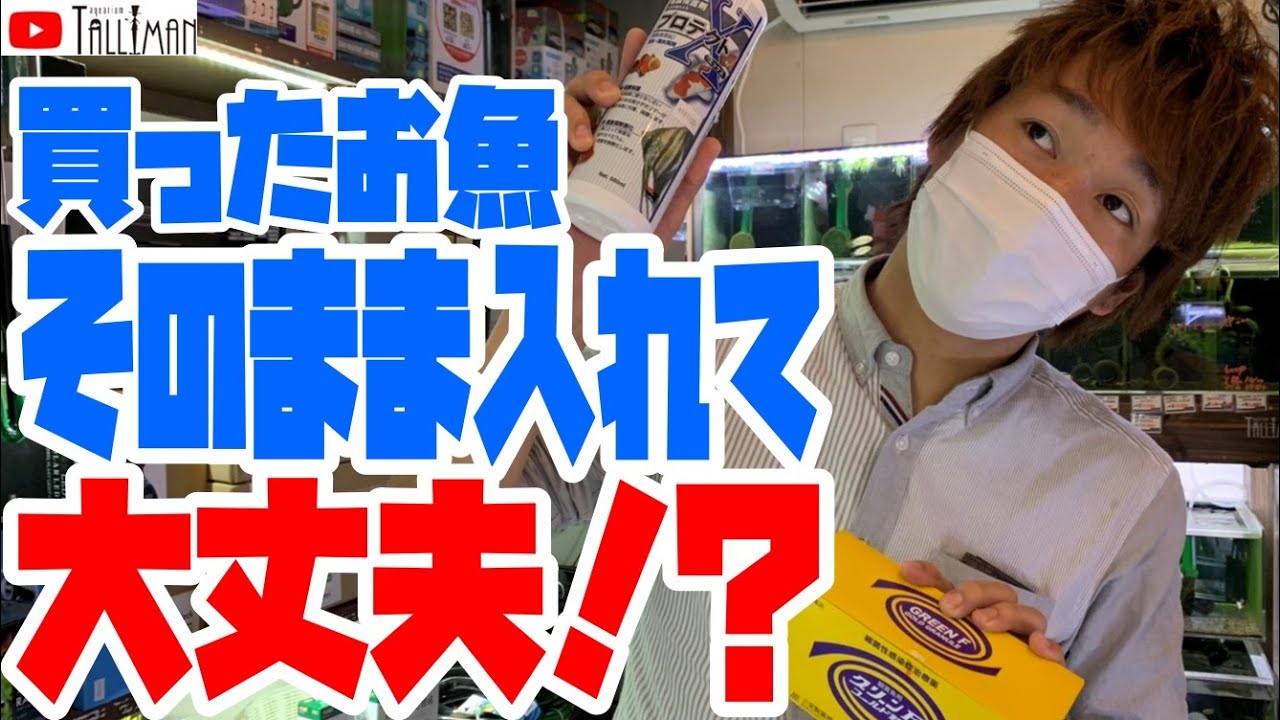 その購入本当に大丈夫？！熱帯魚受け入れの極意！トールマンTV!!