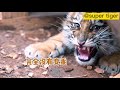 小老虎半半长大前后的“变化”