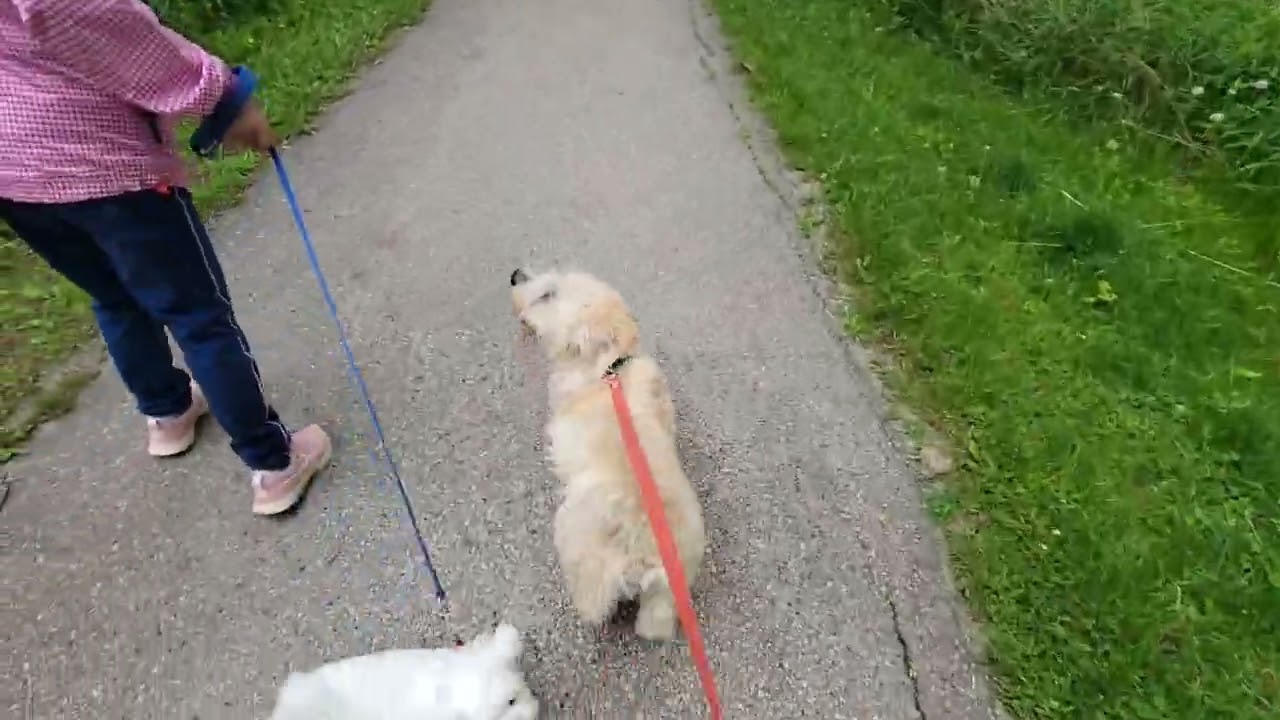 Mao Mao and Jimmy up on a trail hiking.