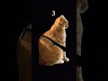 first vid #cat