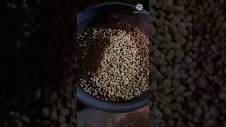 Download Lagu KACANG ASIN BOGARES KIDUL || PROSES PEMBUATAN KACANG ASIN BOGARES TANPA MINYAK MP3