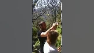 Premier lâcher de Torymus Sinensis - Pietra Corbara - 24 avril 2014