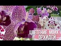 РАЙСКАЯ лоджия😍 или ЦВЕТЕНИЕ моих ОРХИДЕЙ🌸 новая колонка Тronsmart