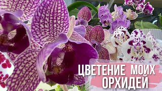 видео: РАЙСКАЯ лоджия😍 или ЦВЕТЕНИЕ моих ОРХИДЕЙ🌸 новая колонка Тronsmart картинка: РАЙСКАЯ лоджия😍 или ЦВЕТЕНИЕ моих ОРХИДЕЙ🌸 новая колонка Тronsmart