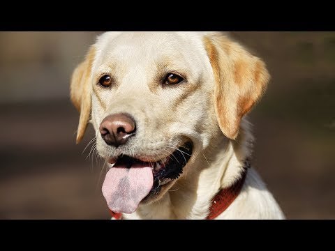 7 ფაქტი ლაბრადორ რეტრივერზე , რომლებიც შესაძლოა არ იცოდით