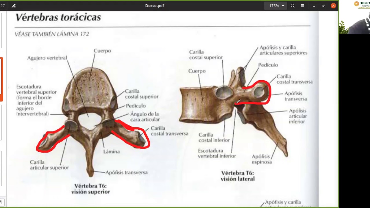 CLASES DE ANATOMIA 04062020 PARTE 2 - YouTube