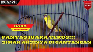 PLECI 'BARA' REAL BURUNG MEWAH!!! TAMPIL APIK DI PIALA KOALISI 2022