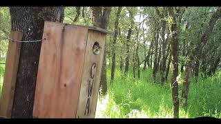 Baby Wood Ducks Jumping Out of Nest Box