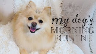 MY DOGS MORNING ROUTINE | How to take care of your Pomeranian ~ Hair & Eye stain screenshot 4