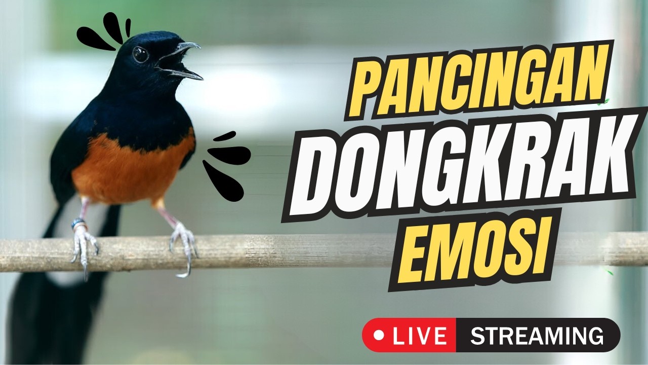 Live Streaming 25 Februari 2026