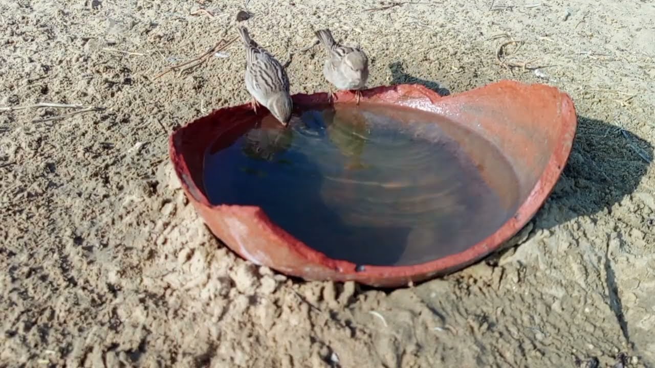 Birds Drinking Water - BirdWatching - Birds Watching Scene 4K HD