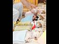 小可愛無敵!柴犬の1日萌えループ Little Cute Invincible: Shiba’s Adorable Day Loop #柴プー #shibainu