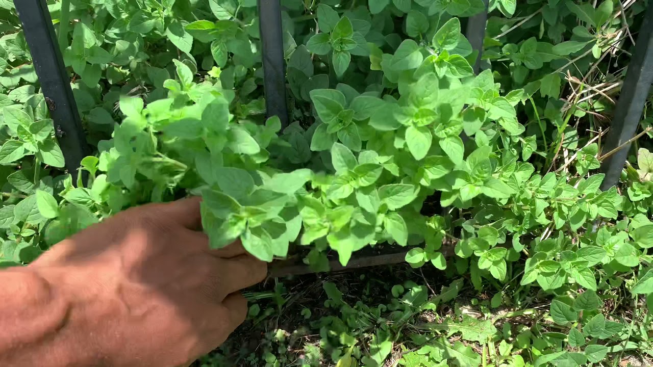 2 Year Old Italian Oregano, Filled With Aroma & Overflowing With Healthy Nutrients! Seedlings UPDATE