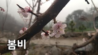 봄비 by 두메산골 Rural Life in Korea 3,347 views 2 months ago 5 minutes, 8 seconds