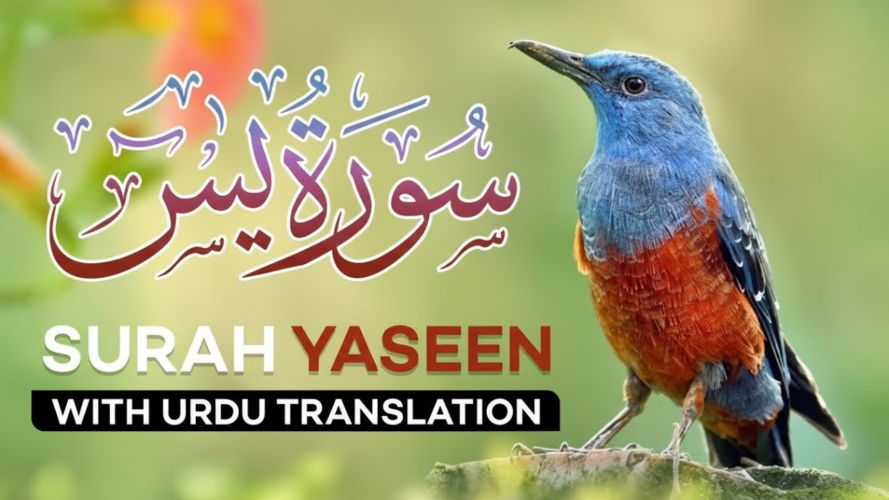 Surah Yasin with Urdu Translation | Heart-Touching Quran Tilawat (سورة يس)