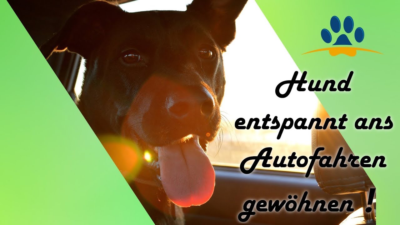 🐶Hund hat Angst vor dem Autofahren 4 Schritte So gewöhnst du dein Hund entspannt ans Autofahren