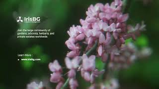 This is IrisBG Collection Management - For preserved and living botanical collections