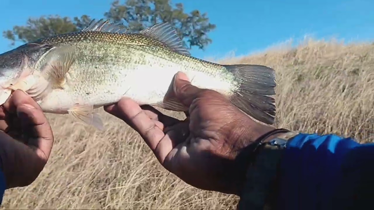 Winter To Spring Bass Fishing Transitional Phase Can Be Tough ! #Chatterbaits Kept Me From A Sweep