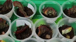 видео: КОНТЕЙНЕРЫ С ФРАГМЕНТАМИ  ЛИСТЬЕВ. КАК ОНИ РАЗМНОЖАЮТСЯ . 🌺🌹🌷29 октября 2025 г. картинка: КОНТЕЙНЕРЫ С ФРАГМЕНТАМИ  ЛИСТЬЕВ. КАК ОНИ РАЗМНОЖАЮТСЯ . 🌺🌹🌷29 октября 2025 г.