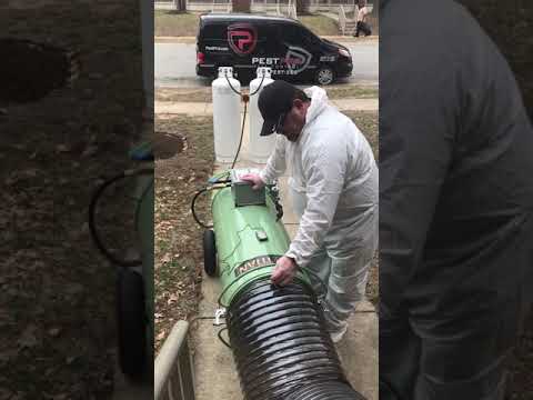 heat treatment for bed bugs explained