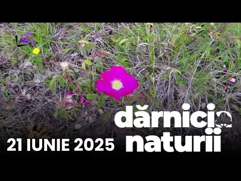 Dărnicia Naturii • Flori de Iunie Dărnicia Naturii • Flori de Iunie