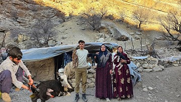 🌾🐐 Giving birth to goats and cleaning the foal of nomadic life 🏕️✨