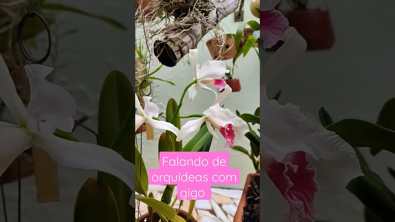 Laelia purpurata carnea