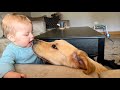 Golden Retriever Protects His Baby! They&#39;re Best Friends! (Cutest Ever!!)