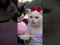 Cemong belajar romantis #cute #cat #humor