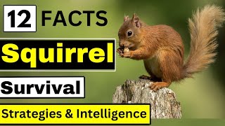 Squirrel Intelligence|| Unlocking the Secrets of Memory & Survival ||