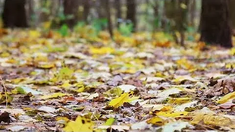 Autumn Leaves Stock Video