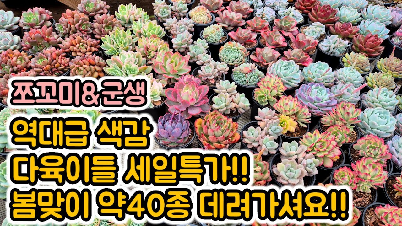 40종 너무 예쁜다육이들  판매해요!!! (안보면 후회함)