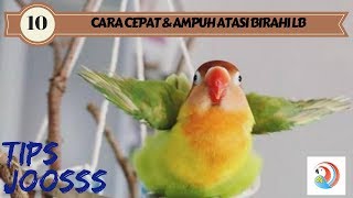 10 cara ampuh menurunkan birahi lovebird secara cepat