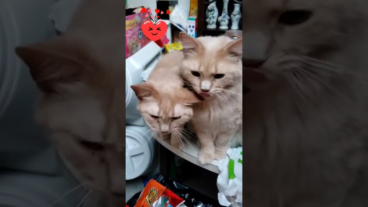 Evil kissing his Brother Oscar | Two Cat kissing                   