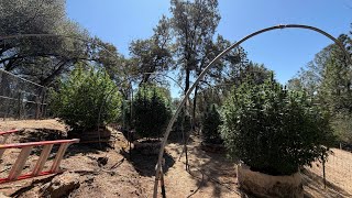 Standort Nr. 2 Cannabis-Garten im Freien in Nordkalifornien