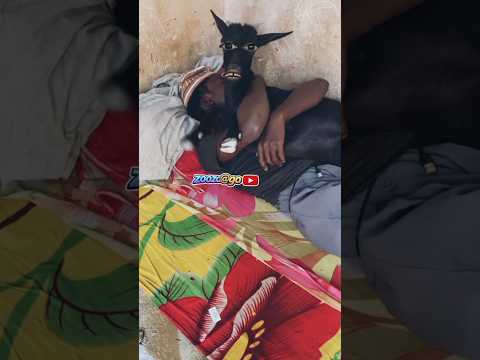 نزلنى يا عندليب والنبى حيوانات حيوانات مضحكة حيوانات أليفة مضحكة ضحك هتضحك مضحك مواقف مضحك