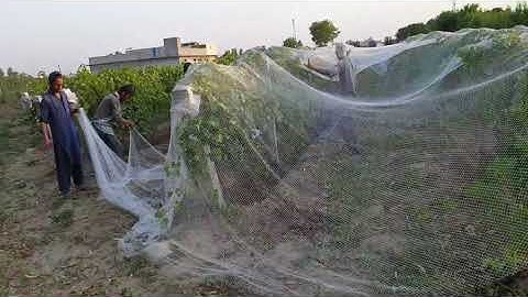 Anti-Bird net Installation at Gul Grapes farm