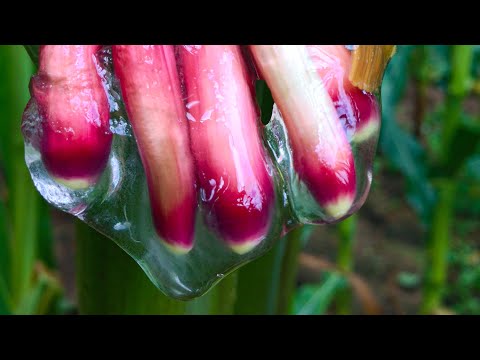 This Slime Could Change The World | Planet Fix | BBC Earth Lab