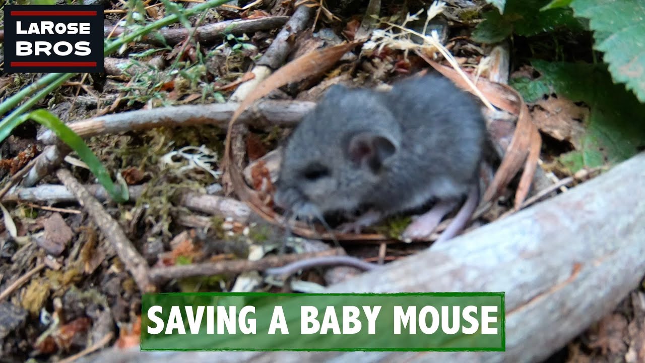 Hiking, Cute Baby Animals, and Wonderland 6 Mudroom Review - LaRoseBros