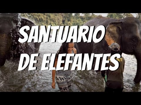 Vídeo: Cómo Visitar El Santuario De La Jungla De Elefantes De Tailandia - Matador Network