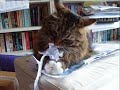 Ernesto the shredder cat