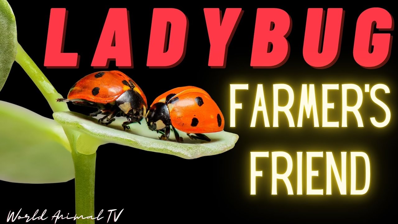 Ladybug, farmer's friend
