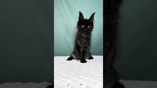 Iva Black With White Maine Coon Female Kitten Available Now Purebred Kitties