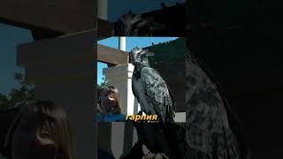 Harpy Eagle - Interesting Facts #shorts #animals #interesting #birds Harpy Eagle - Interesting Facts #shorts #animals #interesting #birds