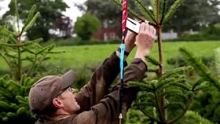 UTV Rare Breed 2019, August, grading and tagging Christmas trees